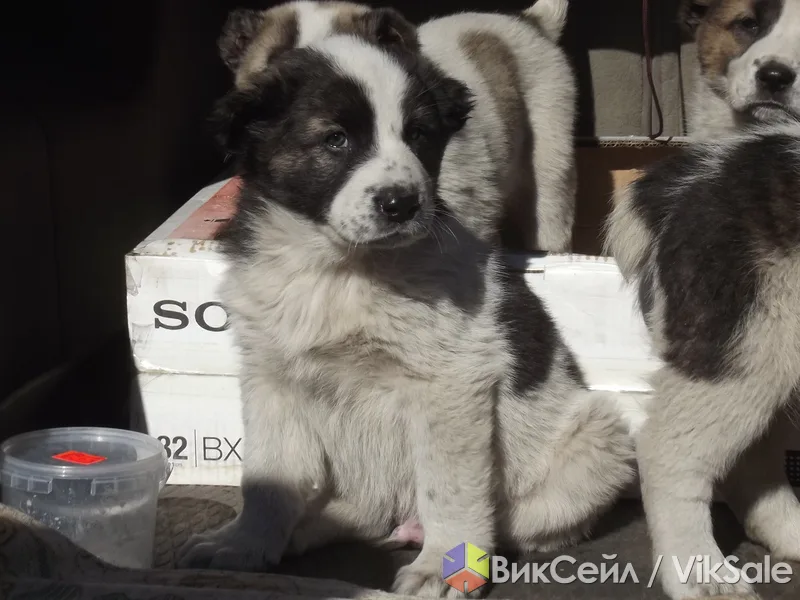 Щенки САО (алабаи), 2 месяца, без документов