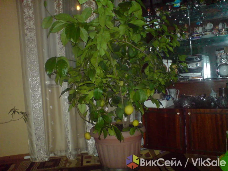 Домашний лимон, плодоносящий, 15–20 плодов