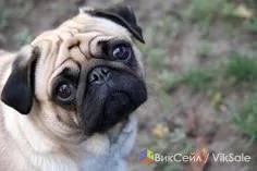 Мопсиха Аришка, 1 год, привита, с документами