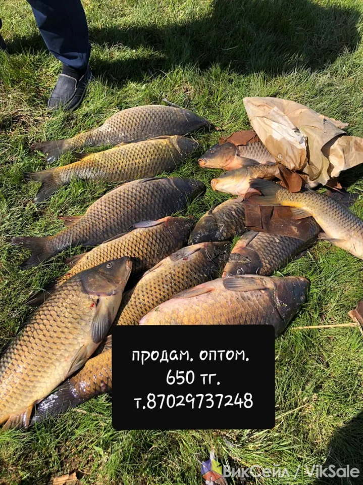 Свежая озерная рыба оптом: сазан, карп, карась