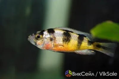 Аквариумные рыбки и сомики от заводчика