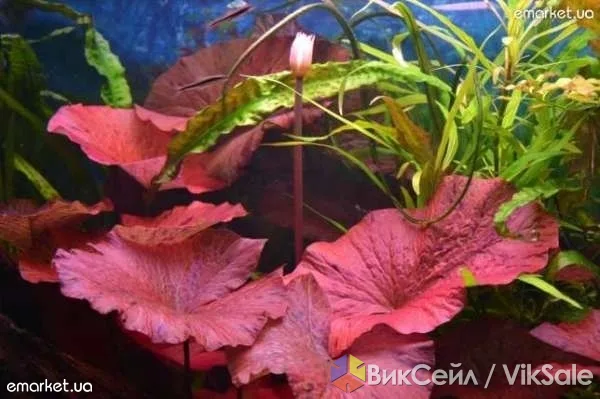 Нимфея тигровая (Nymphaea lotus) — аквариумное растение