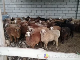 Молодые бараны на мясо в Астане