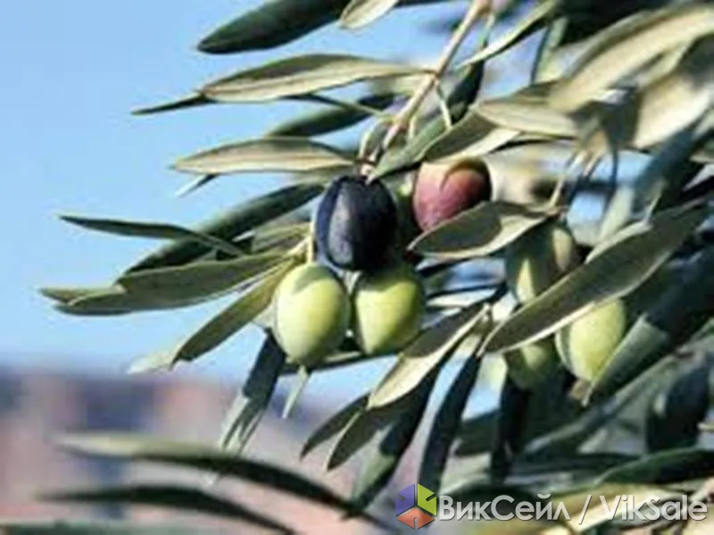 Olive — натуральный сок листьев оливкового дерева от токсикоза