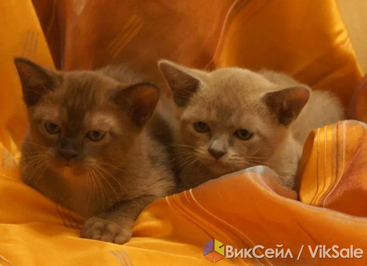 Бурманские котята: голубая и коричневая девочки