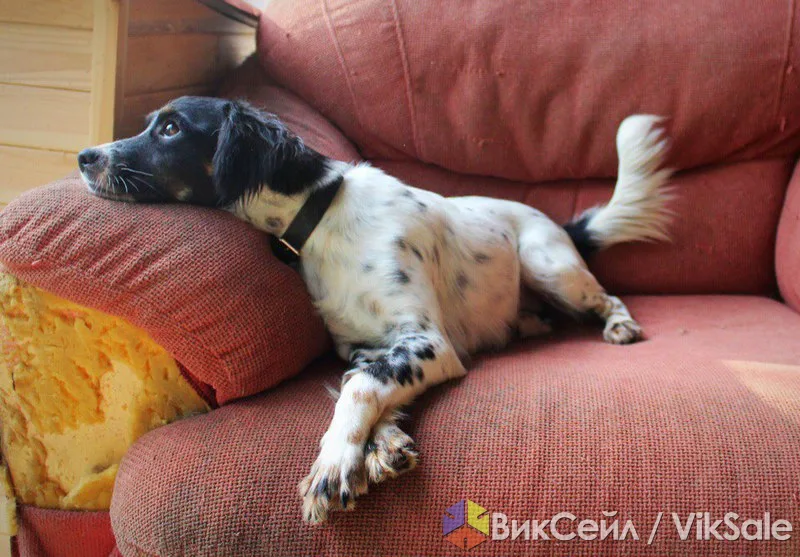Вайлет ищет любящую семью