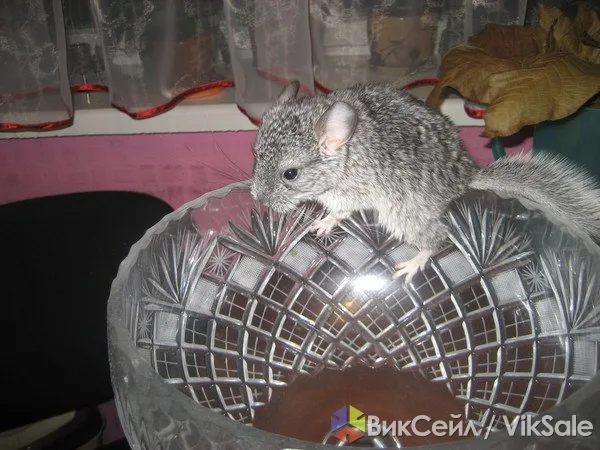 Шиншиллы, 2 месяца, мальчик и девочка, окрас стандарт