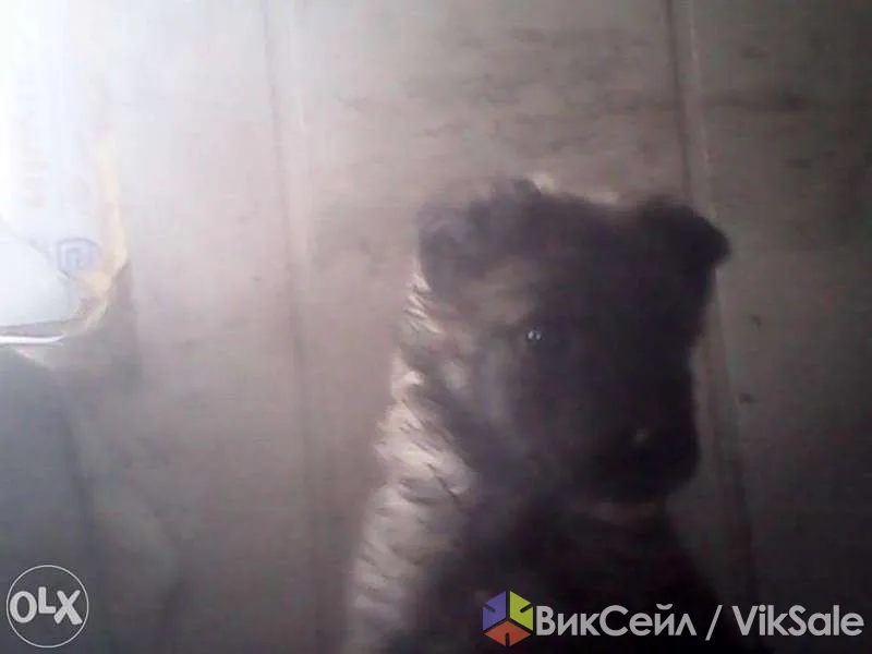 Щенок девочка в добрые руки