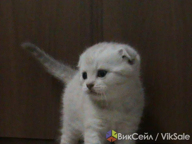 Вислоухие котята с документами, мальчики