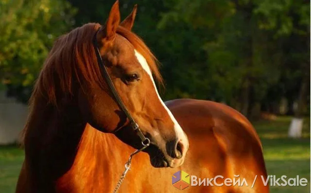 Верховая езда на Алматинском ипподроме: отдых по-королевски