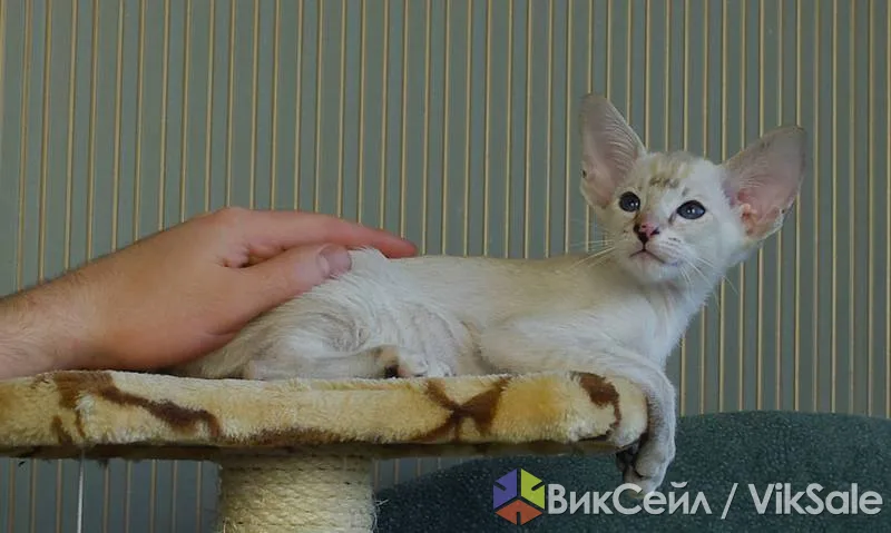 Сиамские котята из питомника "Амрита Марга"