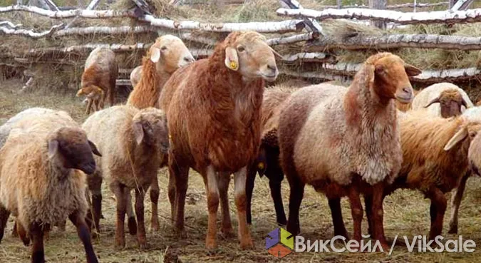 Курдючные овцы и бараны