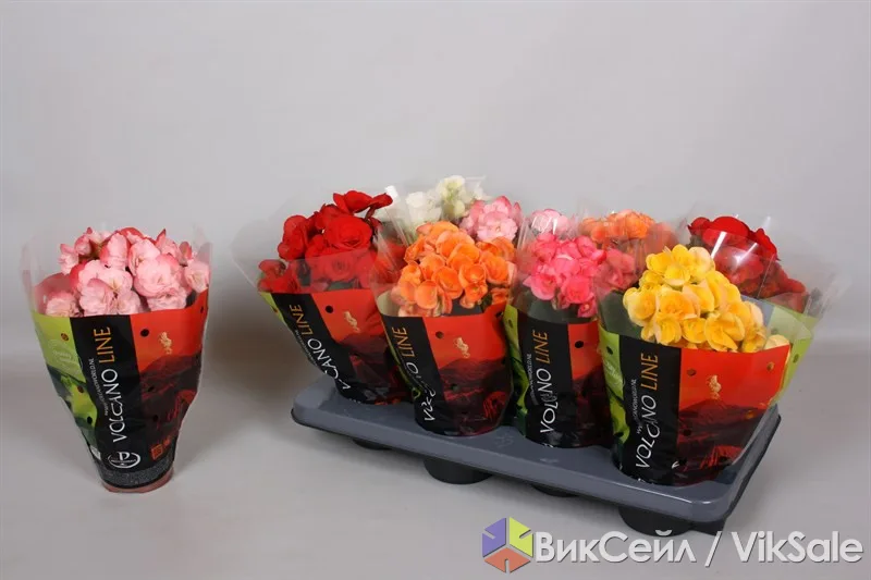 Цветы к 8 марта в Алматы — большой выбор комнатных растений