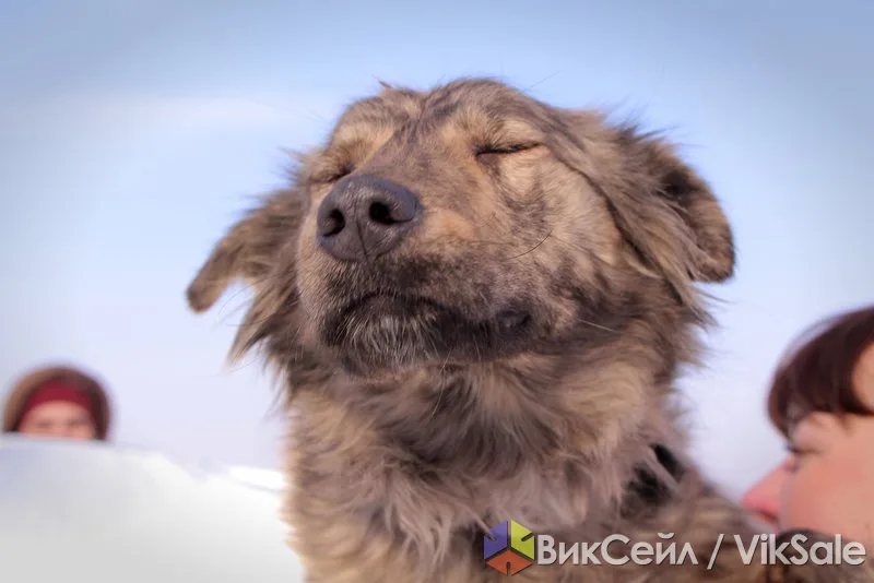 Шанель из приюта «Хвостатый рай» ищет дом