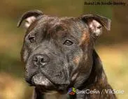 Американский стаффордширский терьер, сука 2 года
