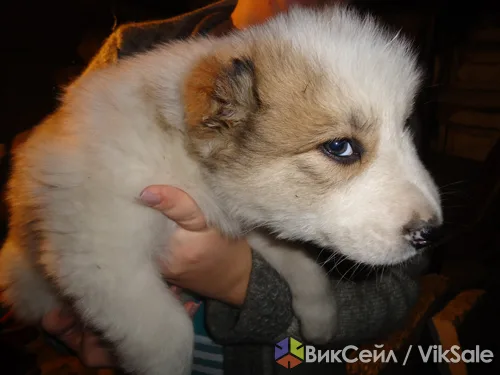 Щенки алабая от здоровых родителей