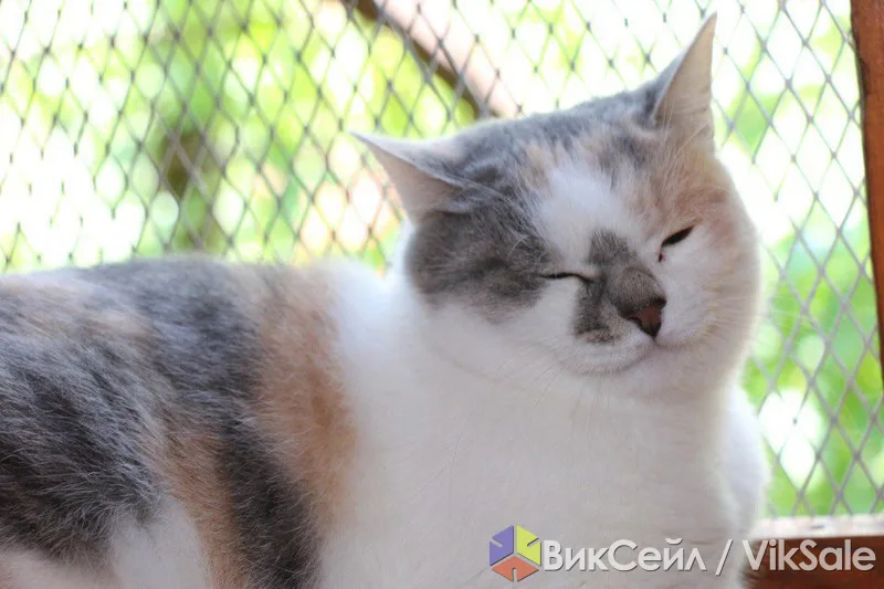 Отдаём в добрые руки трёхцветную кошечку Ксюшеньку