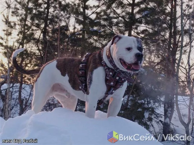 Американский бульдог от чемпионов России