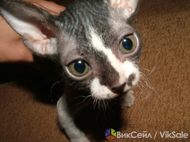 Котята донского сфинкса, 1,5 мес., с документами
