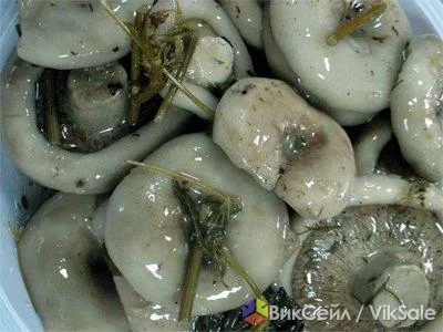 Соленые грузди домашнего посола