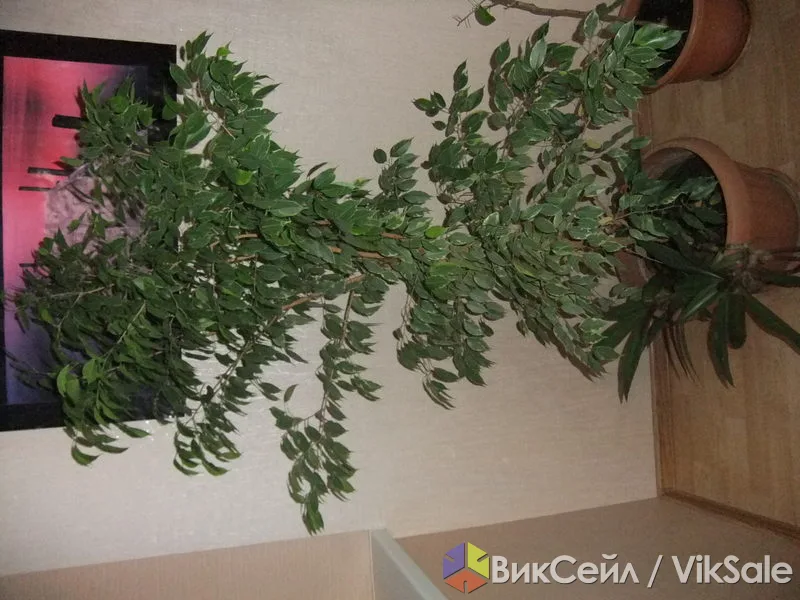 Высокий комнатный цветок в отличном состоянии