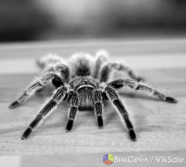 Шпионские жучки, прослушка и скрытая видеофиксация