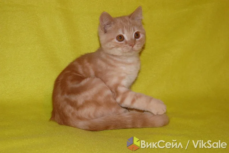 Котик скоттиш страйт: красный серебристый мраморный