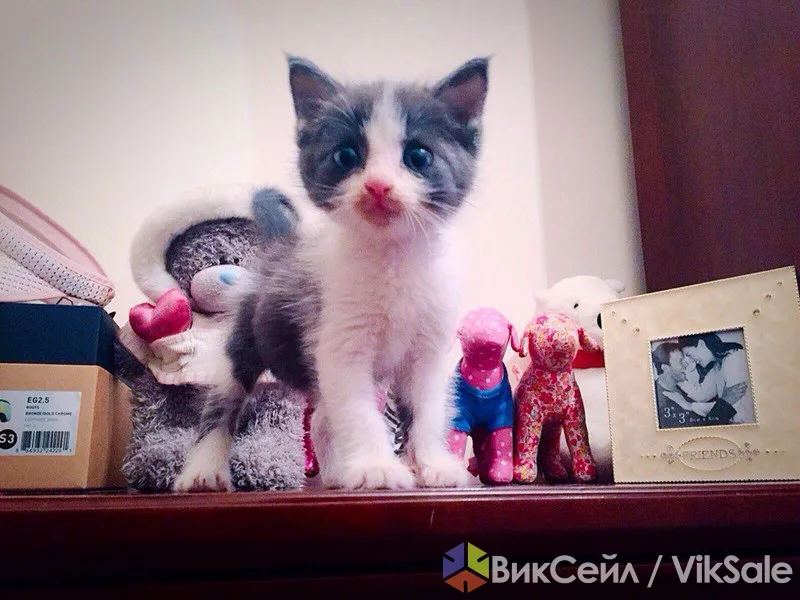 Грей ищет свой дом