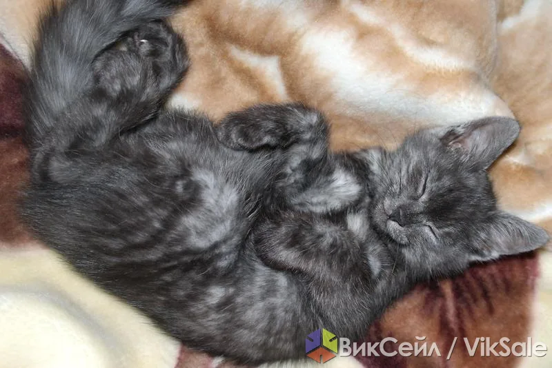 Отдам серого котика в добрые руки