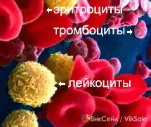 Гемосканирование — уникальная диагностика по капле крови