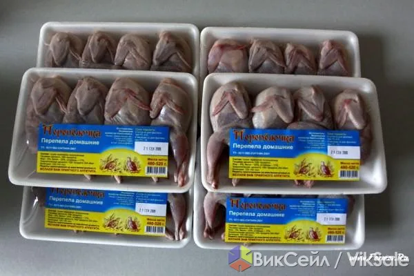Перепела и перепелиные яйца: суточные, месячные, тушки