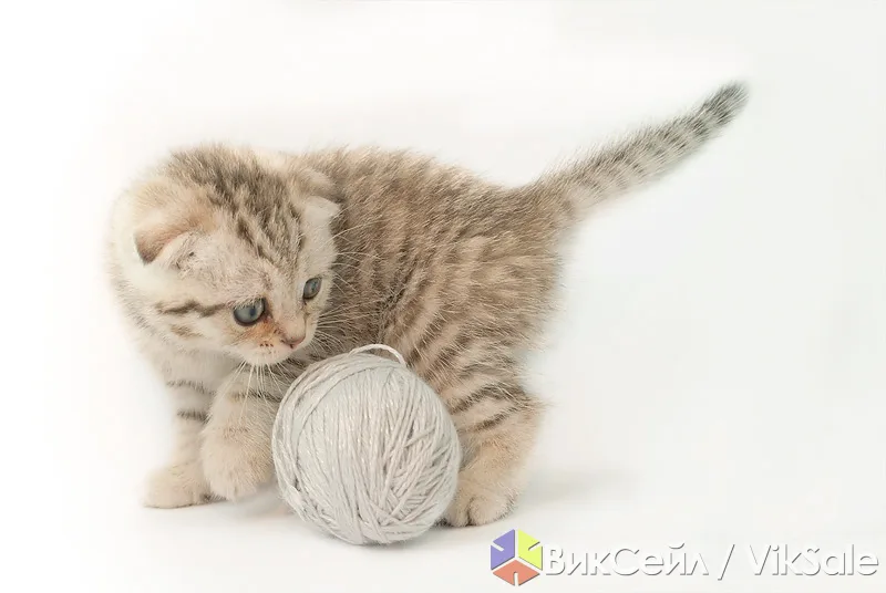 Шотландские котята скоттиш-фолд и скоттиш-страйт из питомника