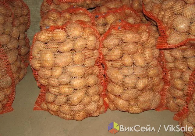 Картофель белый, сорт Латона, урожай 2013
