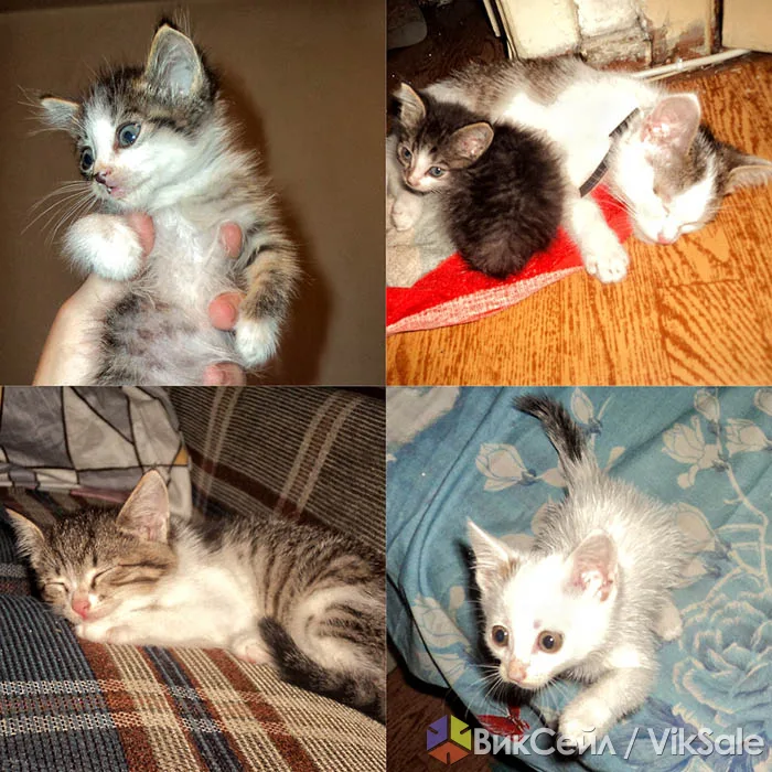 Отдам котят от кошки-крысоловки в добрые руки