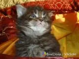 Котята Мейн Кун с родословной