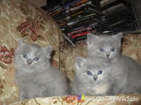 Котята шотландской породы в добрые руки