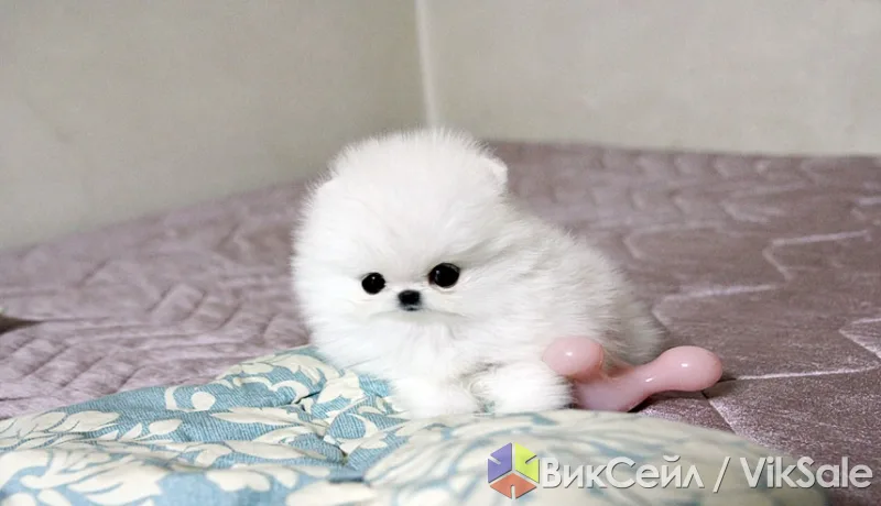 Щенок поморской лайки ищет новый дом