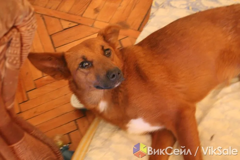 Отдам в добрые руки молодую собаку