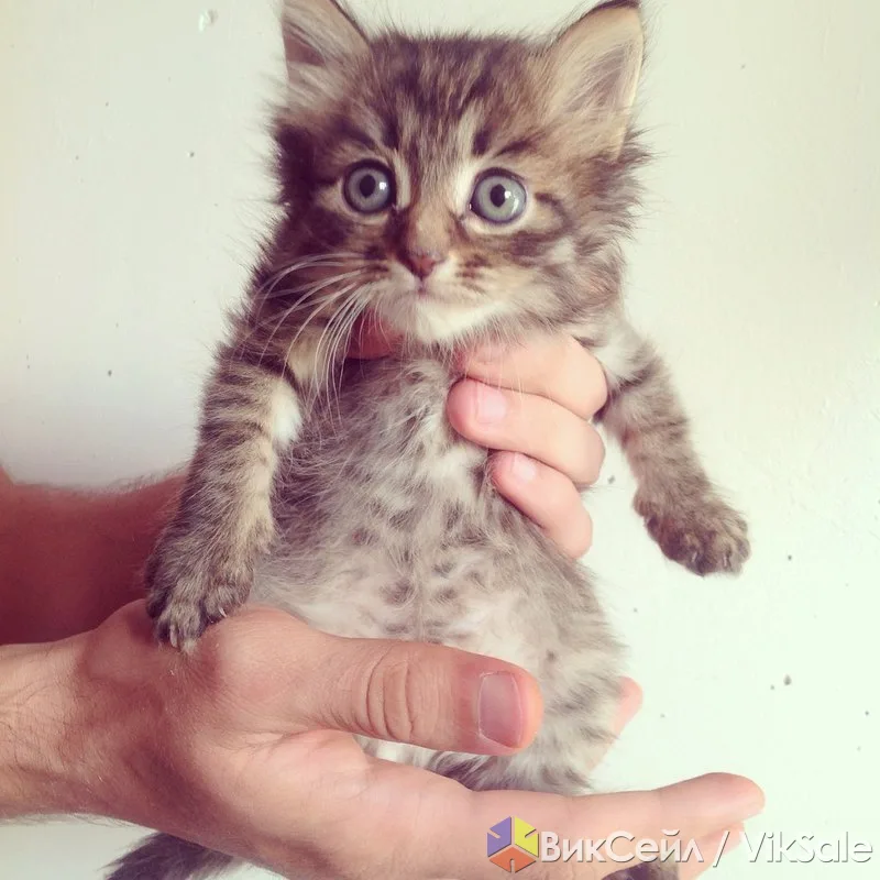 Котята от породистой кошки в хорошие руки
