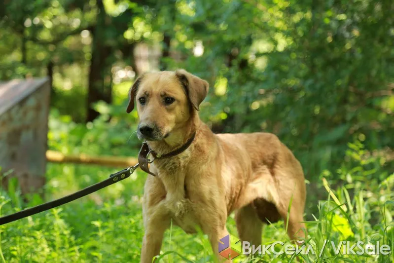 Лиза в поиске дома