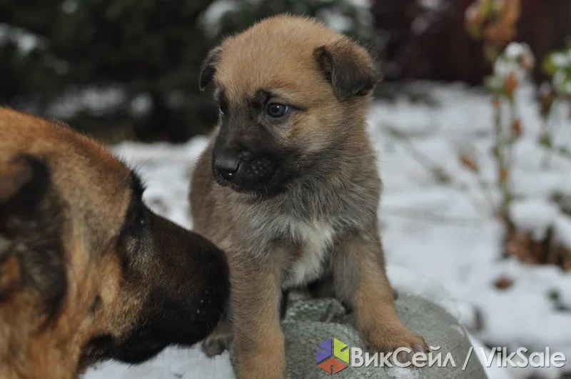 Щенки от немецкой овчарки с родословной
