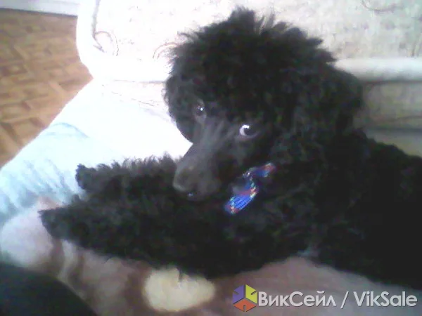 Карликовый пудель ищет пару для вязки