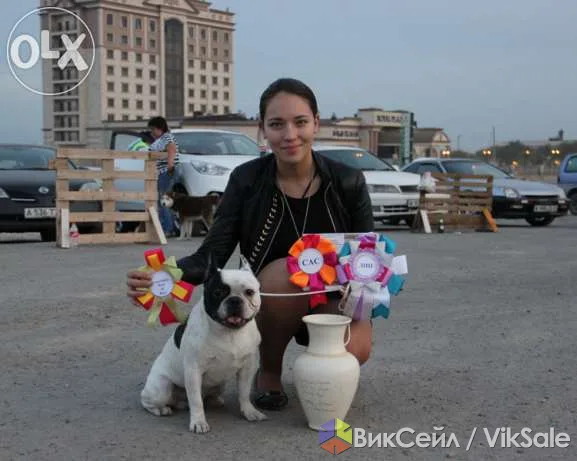 Французский бульдог Lucky Buch ищет пару для вязки