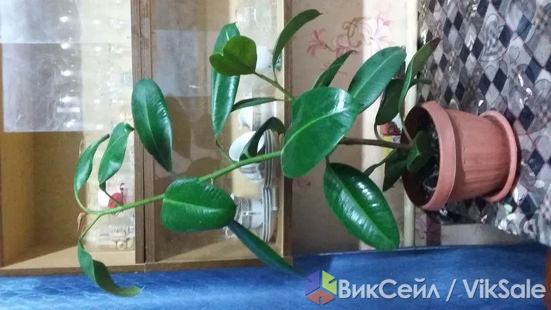 Фикус широколистный в горшке