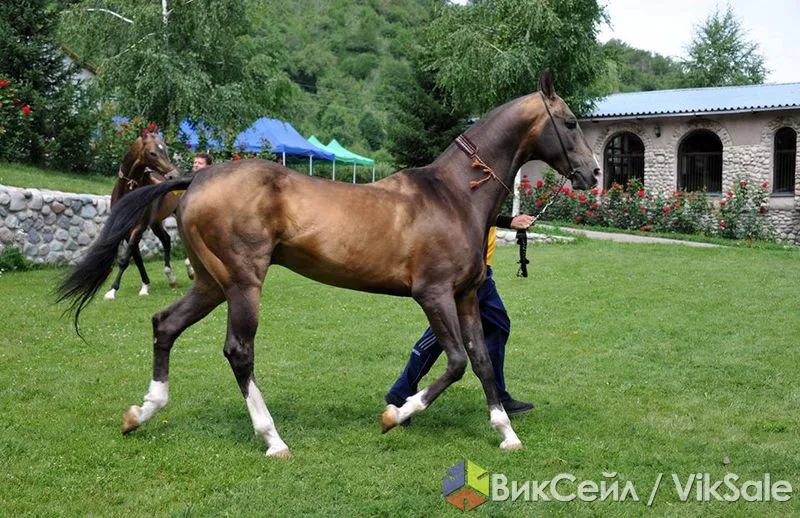 Племенные ахалтекинские лошади