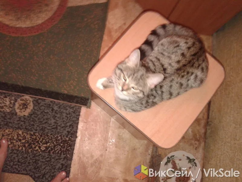 Отдам в добрые руки котёнка-девочку, 4 месяца