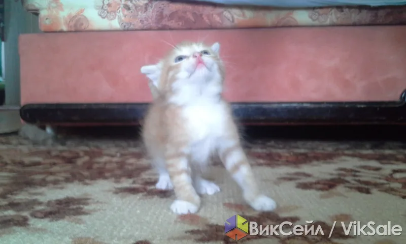 Котята ищут дом и заботливых хозяев