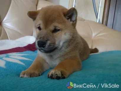 Щенок сиба-ину с документами РКФ