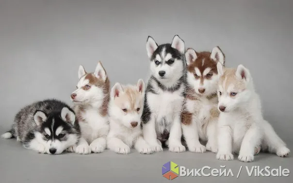Щенки сибирской хаски с родословной