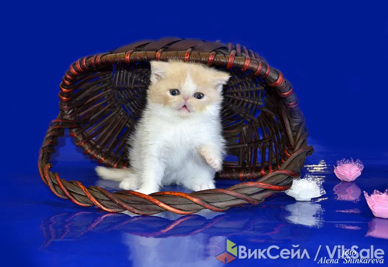Экзотические котята от титулованных родителей